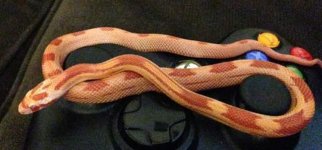 snake2.jpg