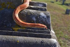 FallSnake6.jpg