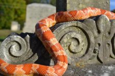 FallSnake7.jpg