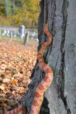 FallSnake10.jpg