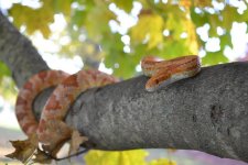 FallSnake11.jpg