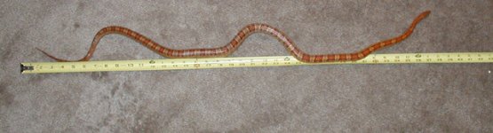 cyrusruler.jpg