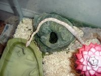 Corn_snake.jpg
