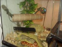 Spur's tank2.JPG