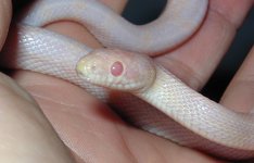 Earl041806_1.jpg