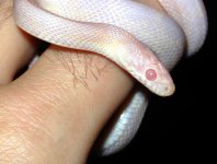 Earl041806_2.jpg
