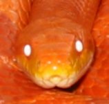 reds head.jpg