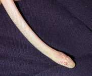Earl041806_3.jpg