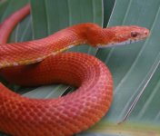 03CH01_hypo_bloodred_blaze_large.jpg