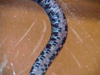 img_1902sm.jpg