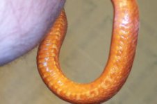 bloodred belly shots0002.jpg