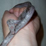 Odysseus071906-0.jpg