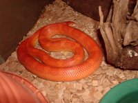 VeryGravid-02.jpg
