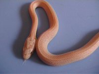albinostripelavpic1.jpg