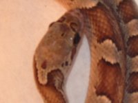 anery blood head.jpg