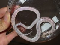 anery blood belly.jpg