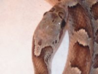 anery blood head 2.jpg