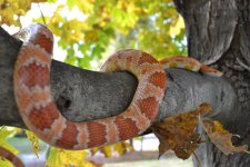 FallSnake13.jpg