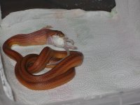 IMG_0664.JPG