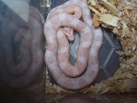 hypo snow male.jpg