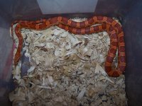 Strawberry het sunkissed male.jpg