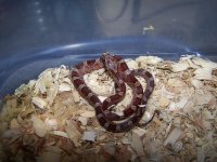 Bloodred het charcoal,amel, lavender cayenne breeding.jpg