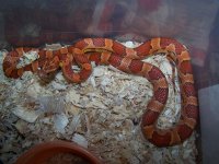 Strawberry het sunkissed female.jpg