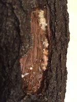 Snake Vomit:Poop.jpg