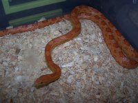 Lave het Caramel  proven.jpg