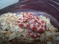 Amel het stripe, motley, hypo, miami from tessera breeding.jpg