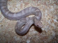 Hypo Lavender het diffused male.jpg