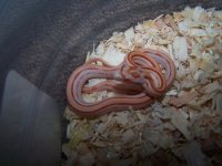 Amel stripe het miami, caramel.jpg