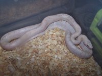 Amber Lavender Male.jpg