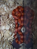 Ultramel bloodred het lavender female 2.jpg