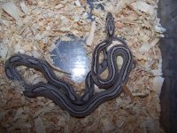 Anery ms het caramel, amel, hypo (Zig).jpg