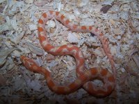 Creamsicle Okeetee male.jpg