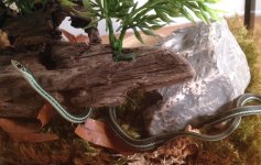 Fiji enclosure.jpg