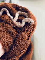 snake-3.jpg snake-3.jpg