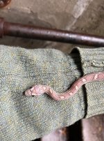 snake-1-1.jpg snake-1-1.jpg
