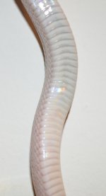 pbelly1.jpg
