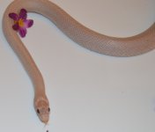 dorsal2.jpg