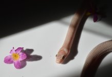 shadow.jpg