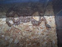 Cinder het hypo male.jpg