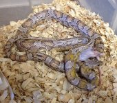 Anthony 2014-02-23.JPG