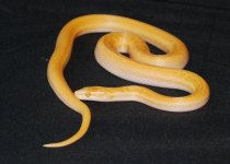 DSC_6573_zpszxwkiz2f.jpg