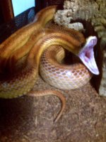 Chili-Pepper YAWNS.jpg