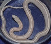 Ghost Tessera Motley.jpg