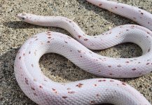 ayen breeding profile pic.jpg