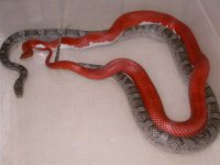 McD PS Bloodred X Anery Blood h Hypo Lavender (DF135).jpg