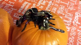 20131020_142733 (800x450).jpg